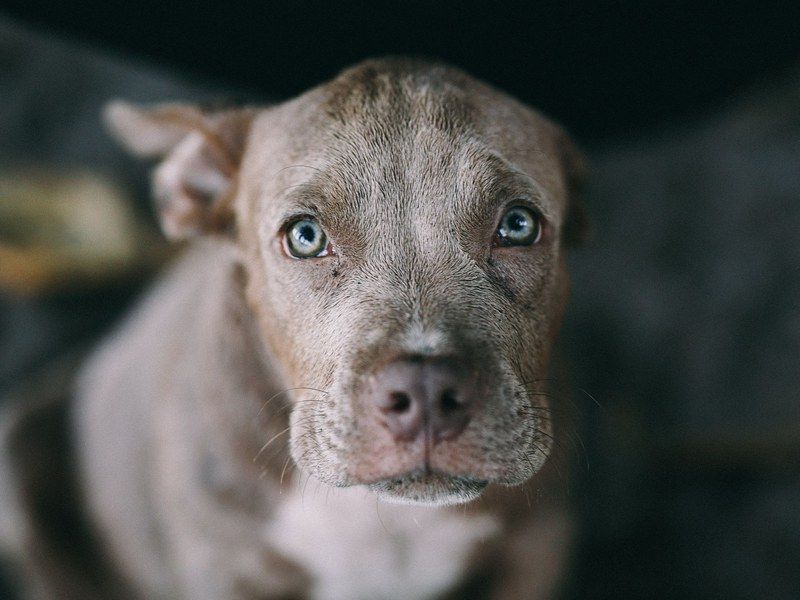 A pit bull puppy looking up at the camera